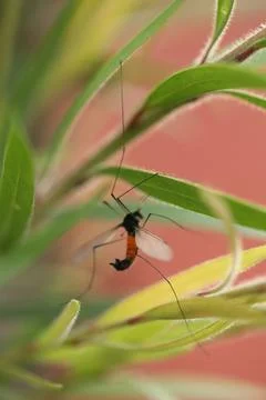 Dead Insect hang in the Spider Web Stock Photos