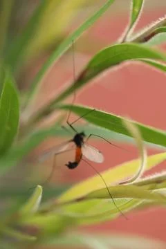 Dead Insect hang in the Spider Web Stock Photos