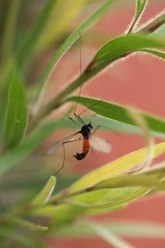 Dead Insect hang in the Spider Web Stock Photos