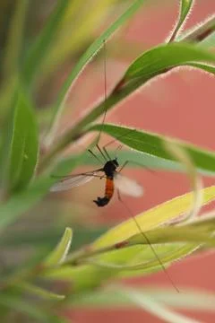 Dead Insect hang in the Spider Web Stock Photos