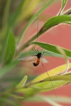 Dead Insect hang in the Spider Web Stock Photos