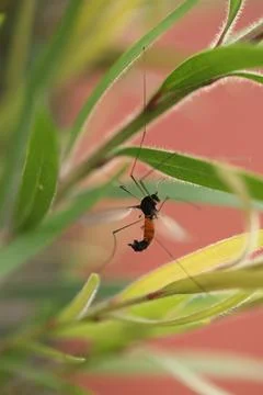 Dead Insect hang in the Spider Web Stock Photos