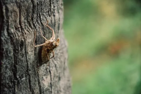 A dead insect shell in the coconut tree with blurred Background Foto stock