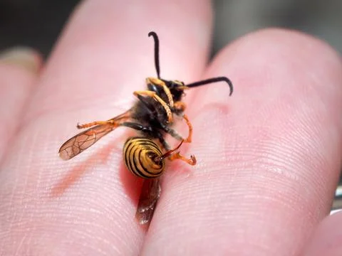 Dead insect wasp on a man's hand. The sting of a wasp Stock Photos