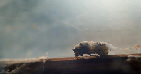 Dead insect wrapped in spiderweb whilst web blows in wind in background Stock Footage 113152577
