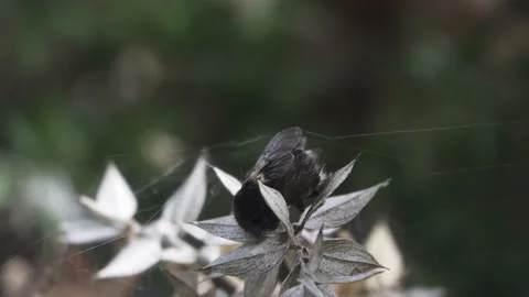 Dead insects. Bumblebee died in a dry place Stock Footage 146785576