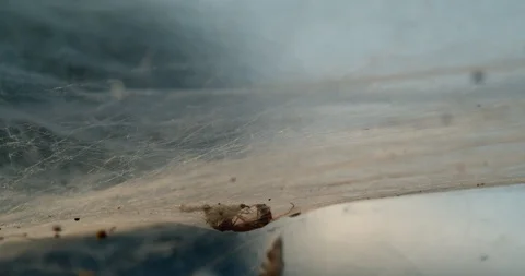 Dead insects caught in old spiderwebs blowing in the wind Stock Footage 113152614