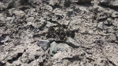 Dead insects: the drought Stock Footage 162484167