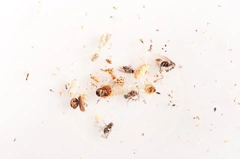 Dead insects lying on white Stock Photos
