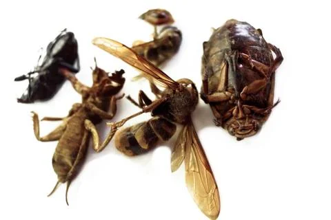 Dead insects 库存照片