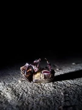 Dead insects upside down 写真素材