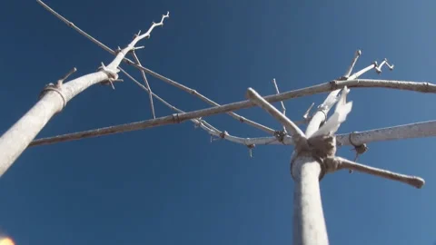 Dead island tree blowing in wind. 스톡 동영상 141361260