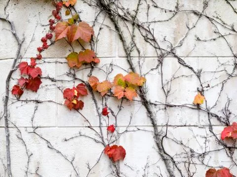 Dead ivy thicket Stock Photos