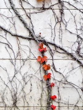 Dead ivy thicket Stockfoto's