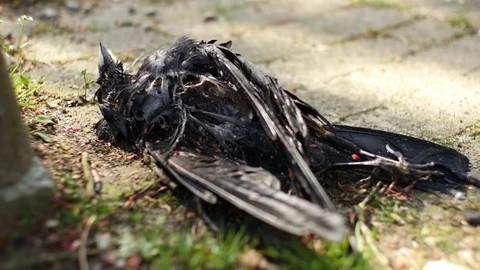Dead Jackdaw lying on the pavement 動画素材 76387156