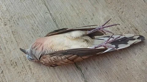 Dead Java sparrow Stock Photos