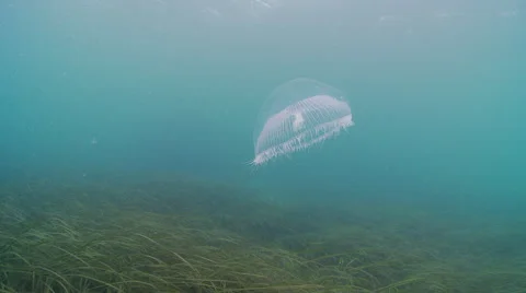 Dead jelly fish Stock Footage 47952223