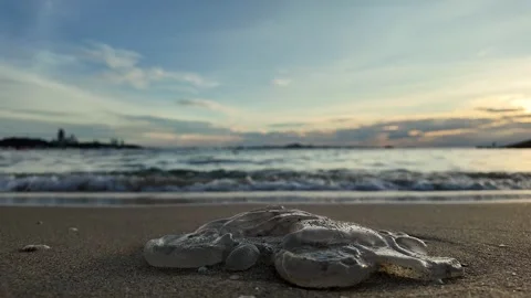 Dead jelly fish on the seashore. Vídeo Stock 279153589