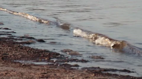 Dead jellyfish on the beach Stock Footage 40296014