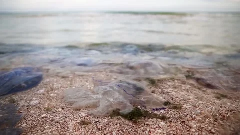 Dead jellyfish on the seashore, close up. Stock Footage 146319969