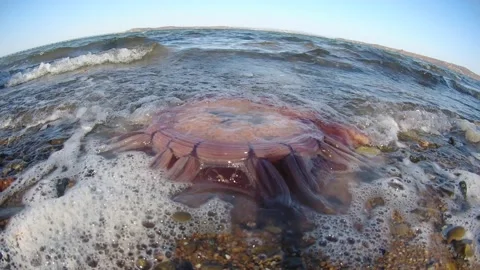 Dead jellyfish on the seashore Video stock 220546171