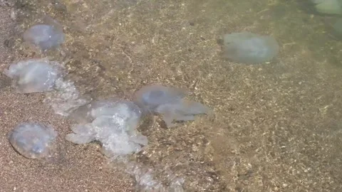 Dead jellyfish in surf on beach close-up Stockbeeldmateriaal 342135970