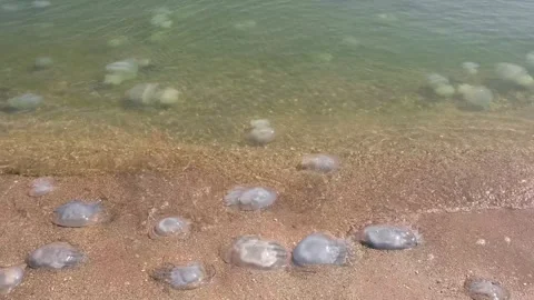 Dead jellyfish in surf on beach Stockbeeldmateriaal 342135855