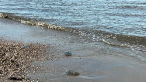 Dead jellyfish washed up on the seashore Stock Footage 346802054
