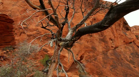 Dead juniper canyon red rocks wilderness 1 Stock Footage 34459691