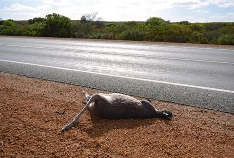 Dead Kangaroo on the road Stock Photos