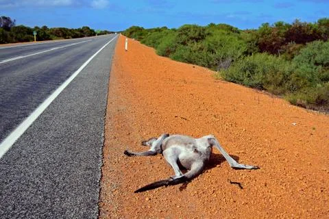 Dead Kangaroo on the road Foto stock