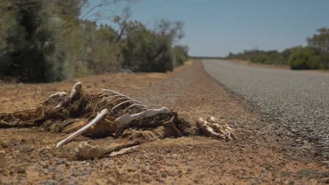 Dead Kangaroo on Roadside Stock Footage 316003653