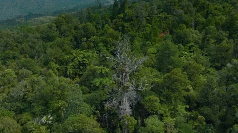 Dead kauri tree, coromandel ranges, New Zealand Stock Footage 188364689
