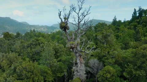 Dead kauri tree, coromandel ranges, New Zealand Video stock 188367281