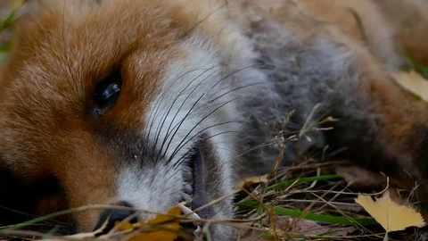 Dead killed fox in the forest Stock Footage 80354354