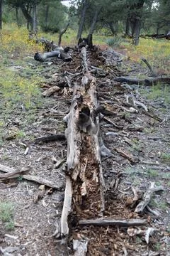 A dead knocked over tree starting to break apart Stock Photos