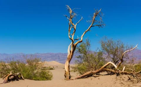 Dead knotted tree at Mesquite Flat Sand Dunes - Scenery in death valley. Stock Photos