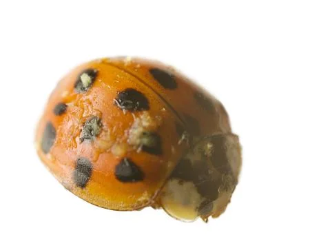 A dead ladybug is infected Stock Photos