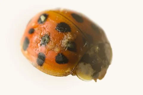 A dead ladybug is infected Stock Photos