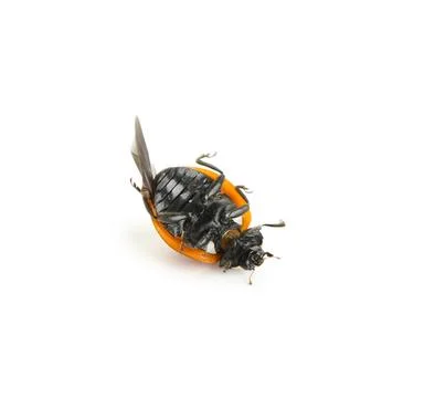 Dead ladybug lying on its back with legs in the air, insect pest control and  Photos