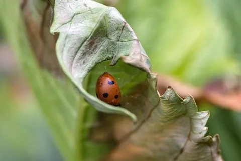Dead Ladybug Trapped in Spider Silk Within a Curled Leaf Stock Photos