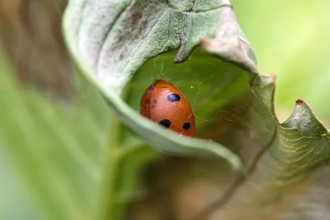 Dead Ladybug Trapped in Spider Silk Within a Curled Leaf Stock Photos