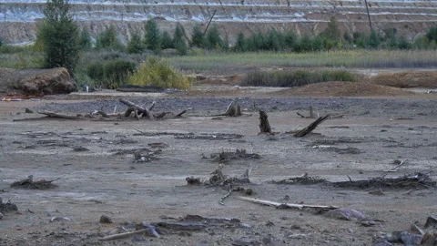 Dead land with a wreck of trees Stock Footage 146955508
