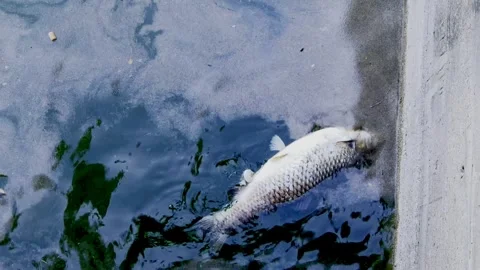 A dead large fish on the surface of the water. Mietkowski Lake, Poland. Vídeo Stock 331928682