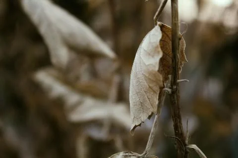 Dead Leaf After Winter Stock Photos