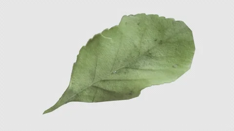 Dead Leaf with alpha channel and transparent background Stock Footage 328624244