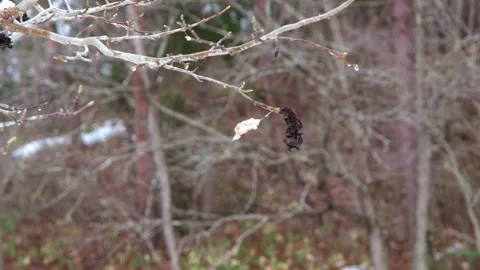 A dead leaf blowing around on a branch. Stock Footage 261362456