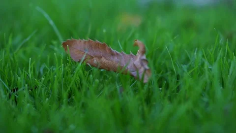 Dead leaf blowing in the wind but doesnt get blown away/autumn/fall vibe Stock Footage 80914215