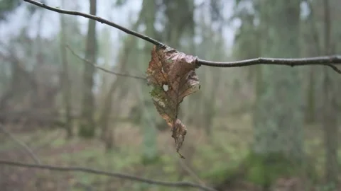 Dead Leaf on Branch in Forest During Autumn Decay Stock Footage 330316705