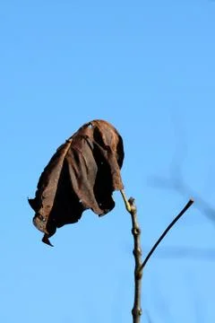 Dead leaf on a branch Stock Photos